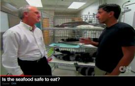CNN Sanjay Gupta Is Gulf Seafood Safe To Eat