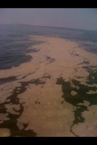 Project Impact Finding Way More Dispersants Than Ever Before Off Organge Beach Alabama